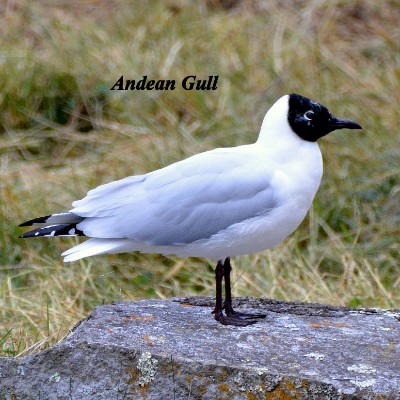 Andean Gull